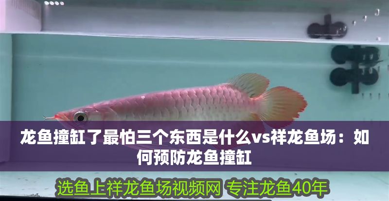 龍魚撞缸了最怕三個東西是什么vs祥龍魚場：如何預防龍魚撞缸 龍魚撞缸了最怕三個東西是什么vs祥龍魚場：如何預防龍魚撞缸 vs祥龍魚場 第2張