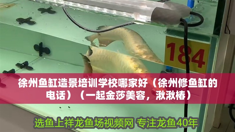 徐州魚缸造景培訓(xùn)學(xué)校哪家好（徐州修魚缸的電話）（一起金莎美容，湫湫椿）