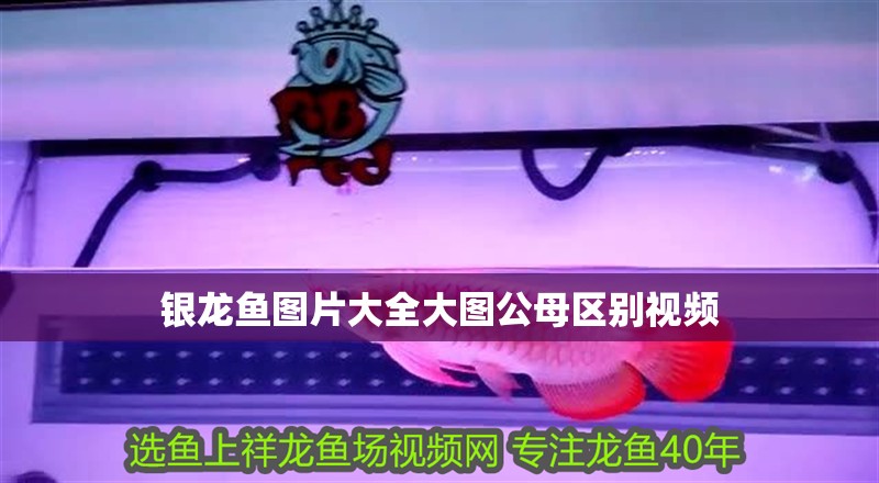 銀龍魚圖片大全大圖公母區(qū)別視頻
