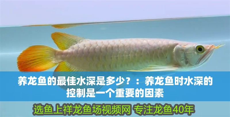 養(yǎng)龍魚的最佳水深是多少？：養(yǎng)龍魚時水深的控制是一個重要的因素
