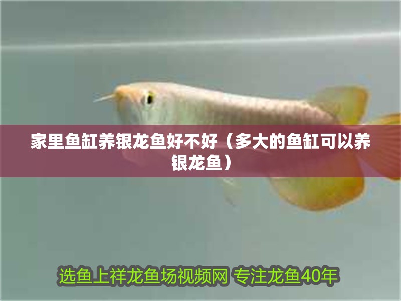 家里魚(yú)缸養(yǎng)銀龍魚(yú)好不好（多大的魚(yú)缸可以養(yǎng)銀龍魚(yú)）
