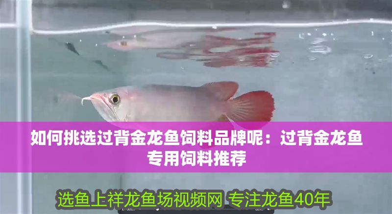 如何挑選過背金龍魚飼料品牌呢：過背金龍魚專用飼料推薦