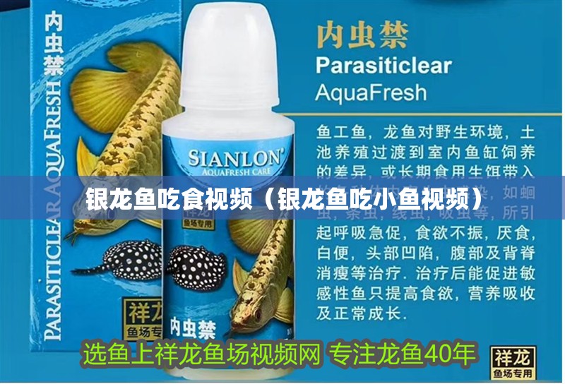 銀龍魚吃食視頻（銀龍魚吃小魚視頻）