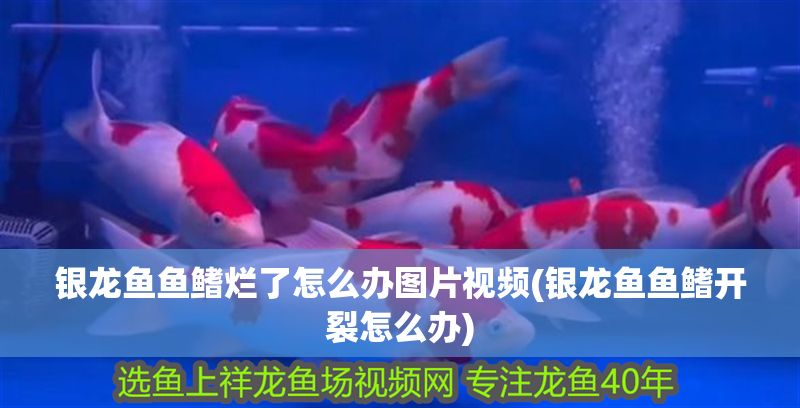銀龍魚魚鰭爛了怎么辦圖片視頻(銀龍魚魚鰭開裂怎么辦) 銀龍魚魚鰭爛了怎么辦圖片視頻(銀龍魚魚鰭開裂怎么辦) 銀龍魚百科 第1張