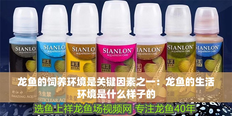 龍魚(yú)的飼養(yǎng)環(huán)境是關(guān)鍵因素之一：龍魚(yú)的生活環(huán)境是什么樣子的