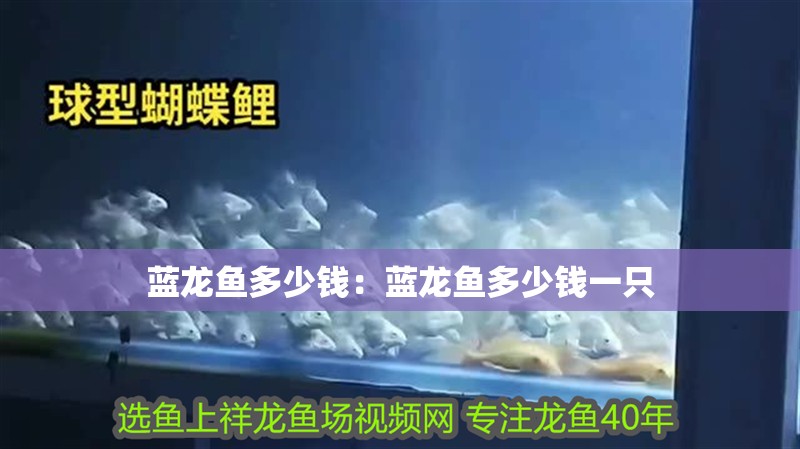 藍龍魚多少錢：藍龍魚多少錢一只