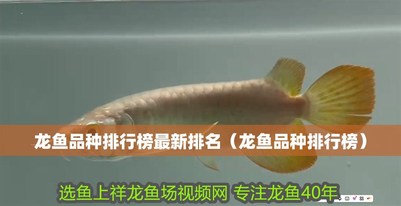 龍魚品種排行榜最新排名（龍魚品種排行榜）