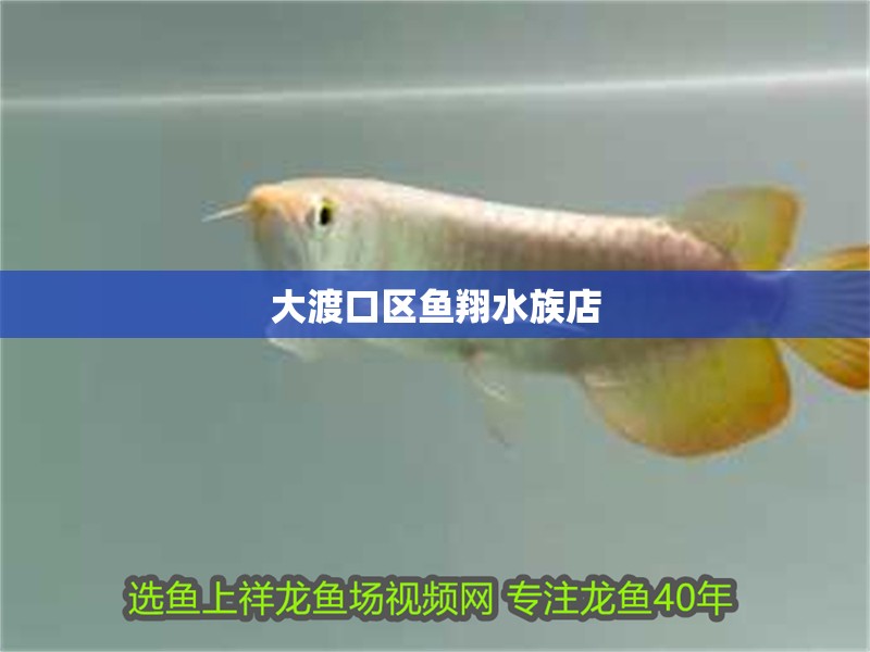 大渡口區(qū)魚翔水族店
