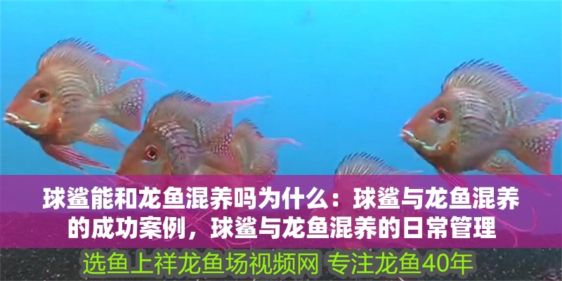 球鯊能和龍魚混養嗎為什么：球鯊與龍魚混養的成功案例，球鯊與龍魚混養的日常管理
