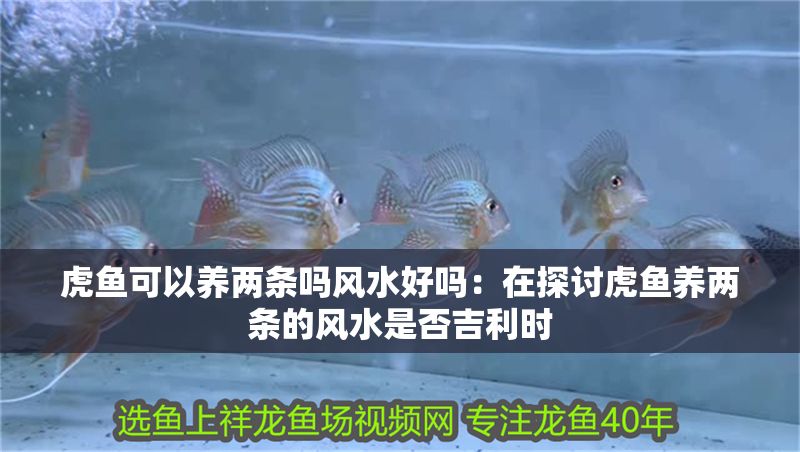 虎魚可以養(yǎng)兩條嗎風(fēng)水好嗎：在探討虎魚養(yǎng)兩條的風(fēng)水是否吉利時(shí)