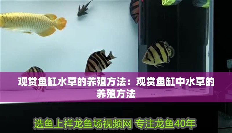 觀賞魚缸水草的養殖方法：觀賞魚缸中水草的養殖方法