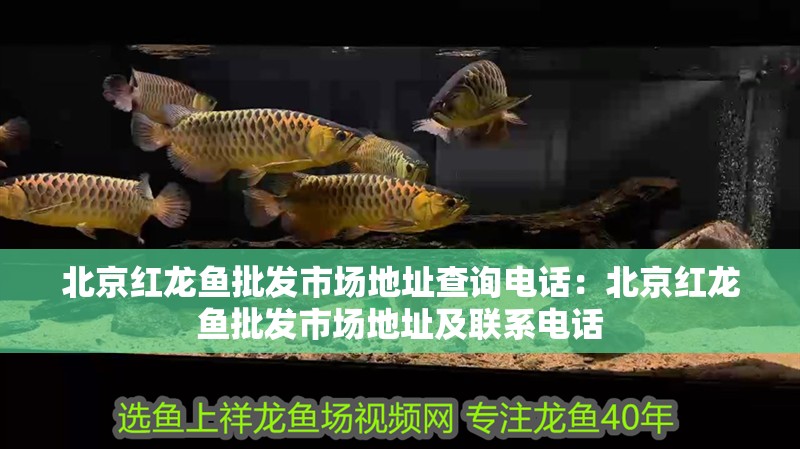 北京紅龍魚批發市場地址查詢電話：北京紅龍魚批發市場地址及聯系電話 北京紅龍魚批發市場地址查詢電話：北京紅龍魚批發市場地址及聯系電話 龍魚百科