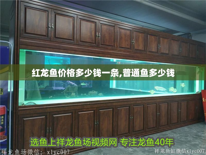 紅龍魚價格多少錢一條,普通魚多少錢 龍魚百科 第1張 紅龍魚價格多少錢一條,普通魚多少錢 紅龍魚價格多少錢一條,普通魚多少錢 龍魚百科 第1張