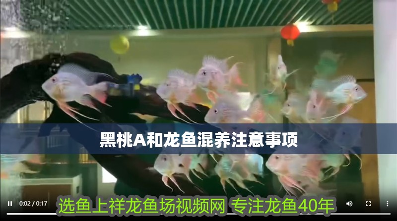 黑桃A和龍魚混養注意事項