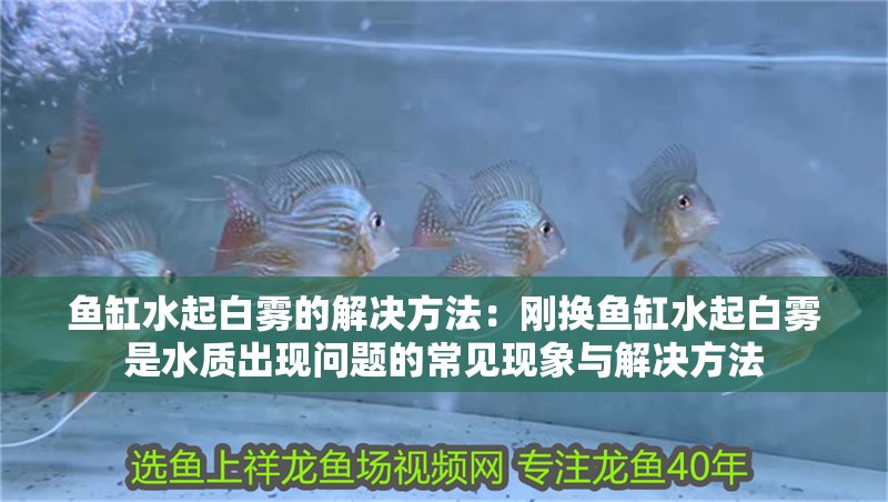魚缸水起白霧的解決方法：剛換魚缸水起白霧是水質出現問題的常見現象與解決方法