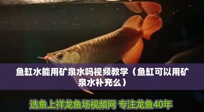 魚缸水能用礦泉水嗎視頻教學（魚缸可以用礦泉水補充么）