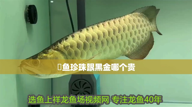 魟魚珍珠跟黑金哪個貴