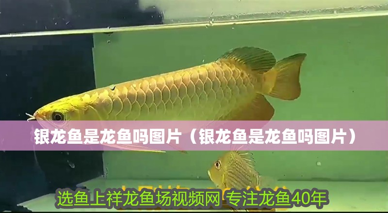 銀龍魚是龍魚嗎圖片（銀龍魚是龍魚嗎圖片）