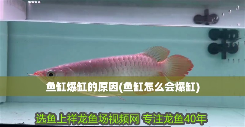 魚缸爆缸的原因(魚缸怎么會(huì)爆缸) 魚缸爆缸的原因(魚缸怎么會(huì)爆缸) 銀龍魚百科