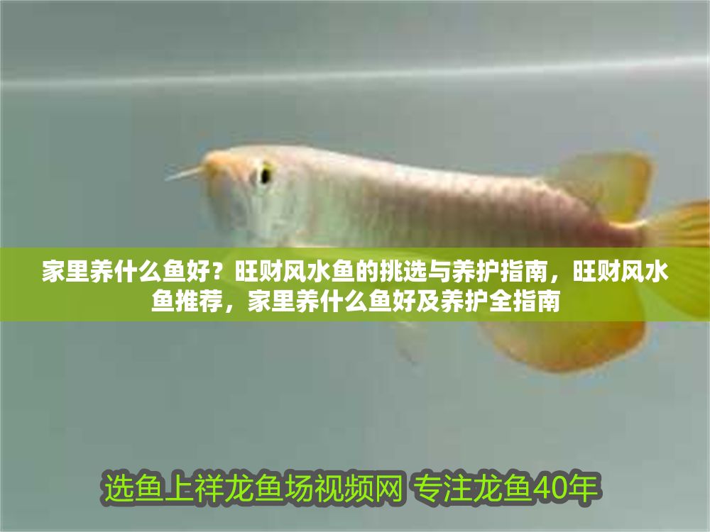 家里養什么魚好？旺財風水魚的挑選與養護指南，旺財風水魚推薦，家里養什么魚好及養護全指南