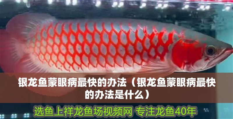 銀龍魚蒙眼病最快的辦法（銀龍魚蒙眼病最快的辦法是什么）