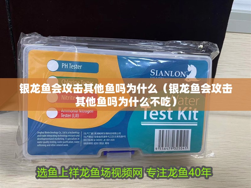 銀龍魚會攻擊其他魚嗎為什么（銀龍魚會攻擊其他魚嗎為什么不吃） 銀龍魚會攻擊其他魚嗎為什么（銀龍魚會攻擊其他魚嗎為什么不吃） 銀龍魚百科