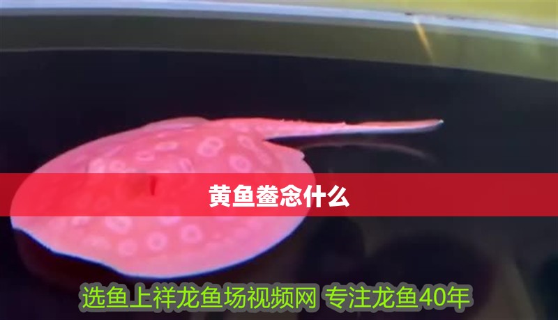 我的虎魚真菌感染了要怎么處理 黃魚鲞念什么 龍魚論壇 黃魚鲞念什么 黃魚鲞念什么 龍魚論壇