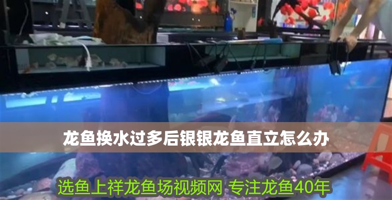 龍魚換水過多后銀銀龍魚直立怎么辦 龍魚換水過多后銀銀龍魚直立怎么辦 銀龍魚百科