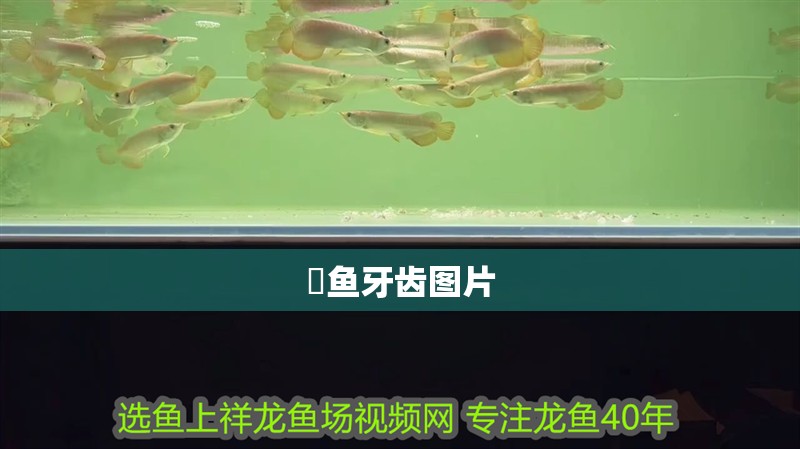 鳡魚牙齒圖片