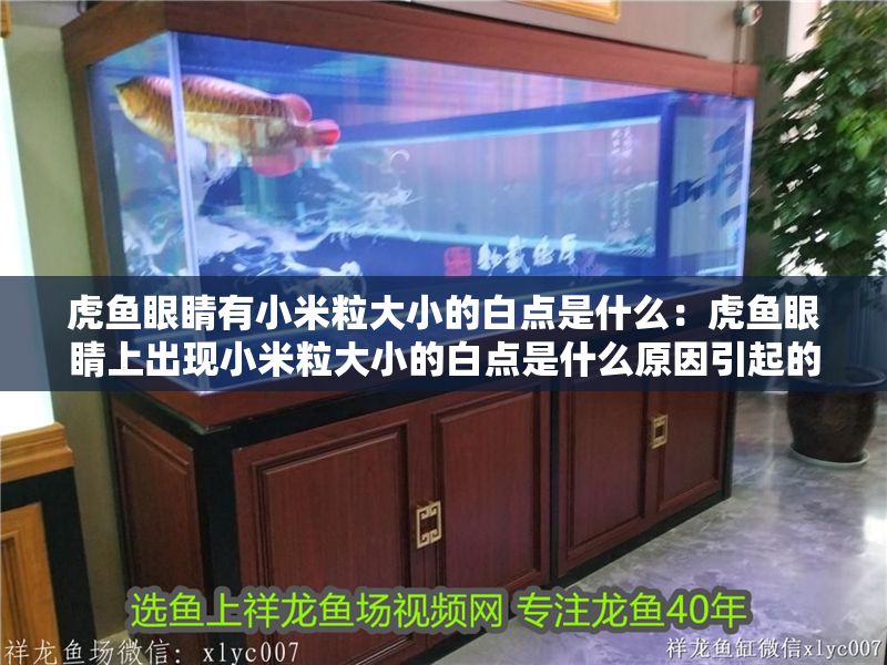 虎魚眼睛有小米粒大小的白點是什么：虎魚眼睛上出現小米粒大小的白點是什么原因引起的