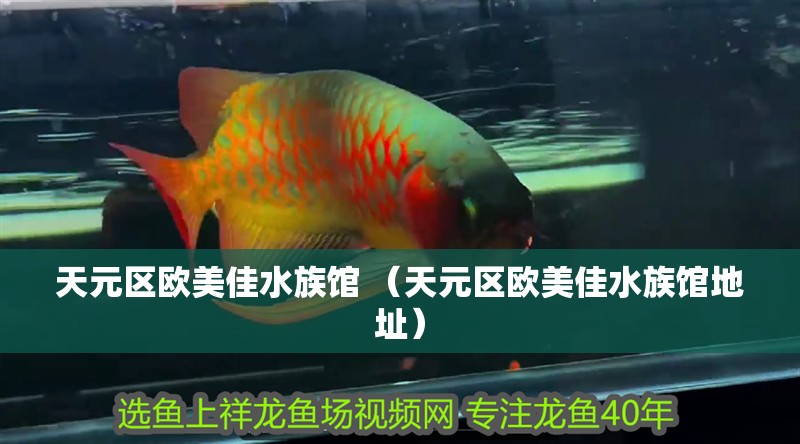 天元區歐美佳水族館 （天元區歐美佳水族館地址）