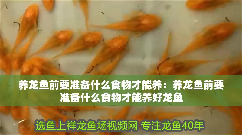養龍魚前要準備什么食物才能養：養龍魚前要準備什么食物才能養好龍魚