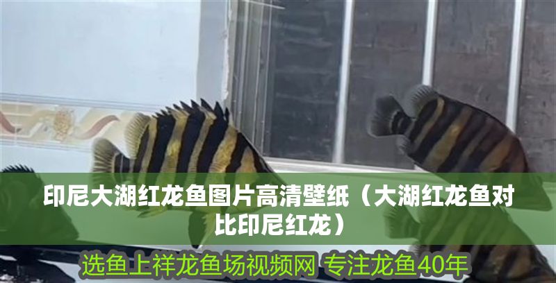 印尼大湖紅龍魚圖片高清壁紙（大湖紅龍魚對比印尼紅龍） 印尼大湖紅龍魚圖片高清壁紙（大湖紅龍魚對比印尼紅龍） 大湖紅龍魚百科 第1張