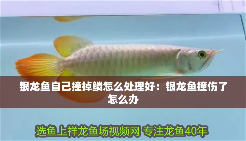 銀龍魚自己撞掉鱗怎么處理好：銀龍魚撞傷了怎么辦