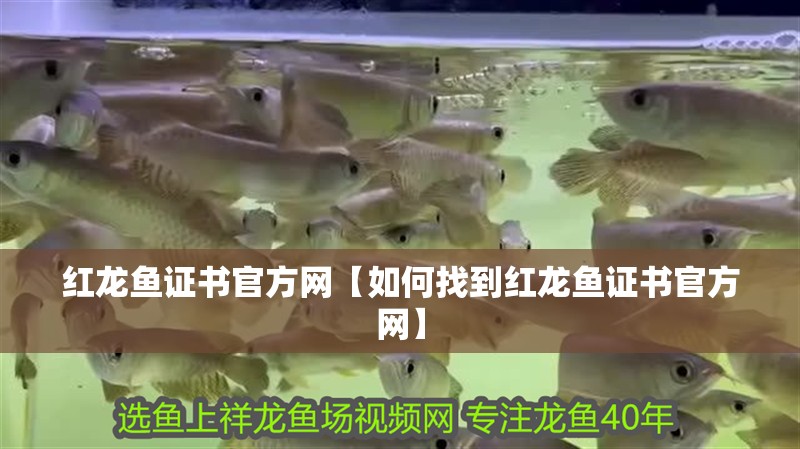 紅龍魚證書官方網【如何找到紅龍魚證書官方網】