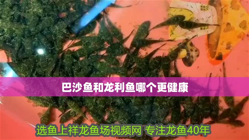 巴沙魚和龍利魚哪個更健康 巴沙魚和龍利魚哪個更健康 龍魚論壇