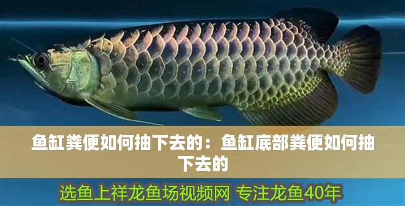 魚缸糞便如何抽下去的：魚缸底部糞便如何抽下去的