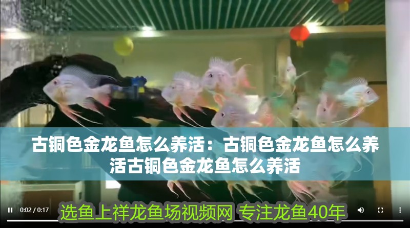 古銅色金龍魚怎么養(yǎng)活：古銅色金龍魚怎么養(yǎng)活古銅色金龍魚怎么養(yǎng)活