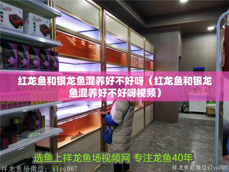 紅龍魚(yú)和銀龍魚(yú)混養(yǎng)好不好呀（紅龍魚(yú)和銀龍魚(yú)混養(yǎng)好不好呀視頻） 紅龍魚(yú)和銀龍魚(yú)混養(yǎng)好不好呀（紅龍魚(yú)和銀龍魚(yú)混養(yǎng)好不好呀視頻） 銀龍魚(yú)百科