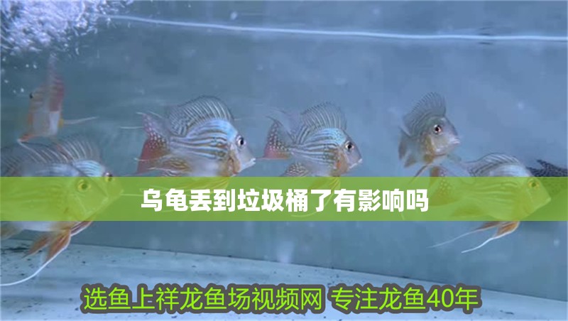 烏龜丟到垃圾桶了有影響嗎