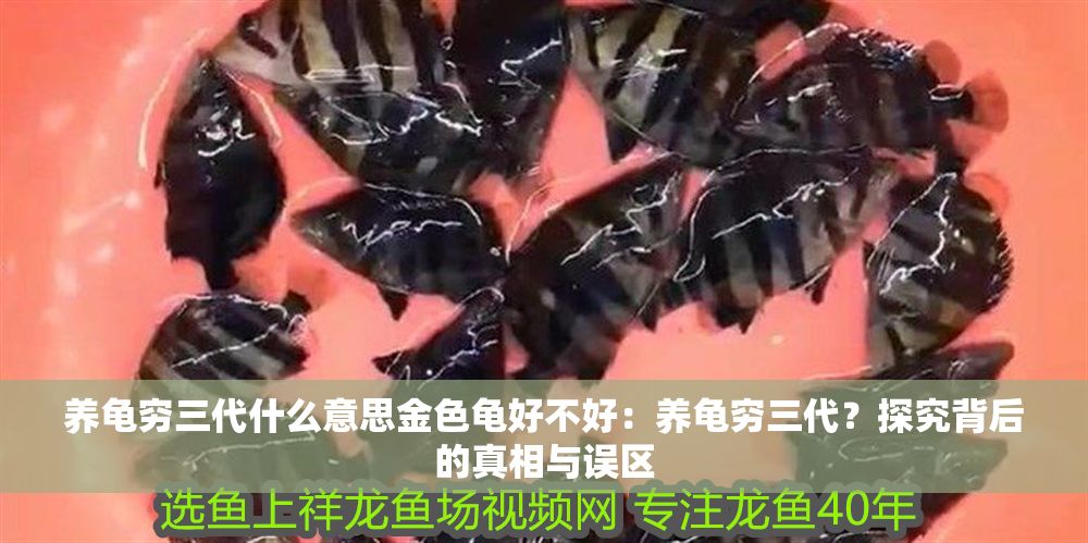 養龜窮三代什么意思金色龜好不好：養龜窮三代？探究背后的真相與誤區