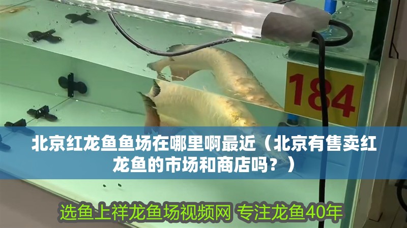 北京紅龍魚魚場在哪里啊最近（北京有售賣紅龍魚的市場和商店嗎？）