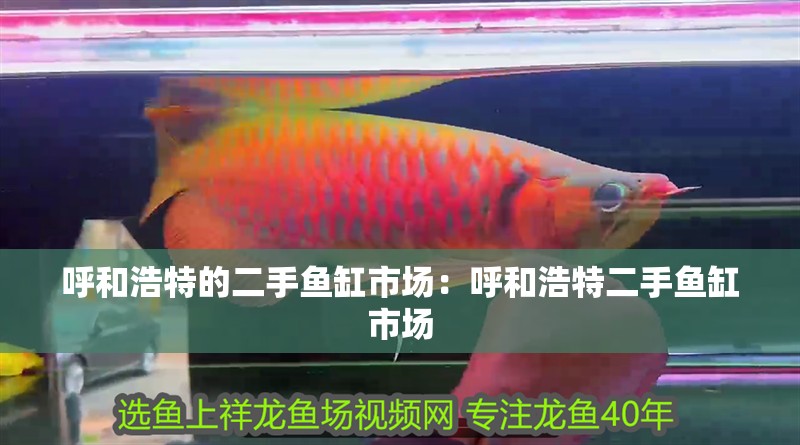 呼和浩特的二手魚缸市場：呼和浩特二手魚缸市場