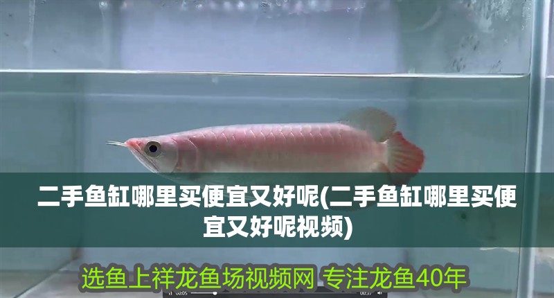 二手魚缸哪里買便宜又好呢(二手魚缸哪里買便宜又好呢視頻)