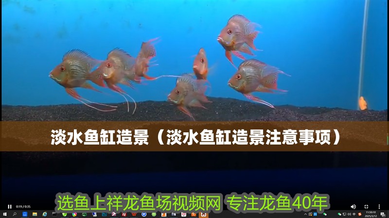 淡水魚缸造景（淡水魚缸造景注意事項）
