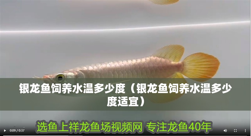銀龍魚飼養水溫多少度（銀龍魚飼養水溫多少度適宜）