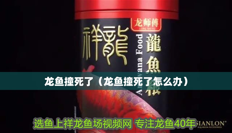 龍魚撞死了（龍魚撞死了怎么辦）