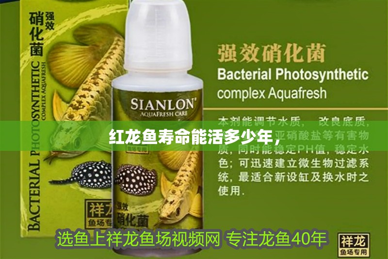 紅龍魚壽命能活多少年，