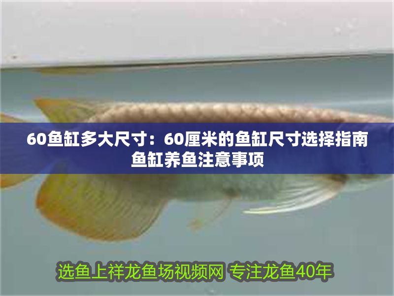 60魚缸多大尺寸：60厘米的魚缸尺寸選擇指南魚缸養(yǎng)魚注意事項(xiàng)