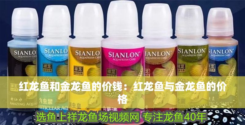 紅龍魚和金龍魚的價錢：紅龍魚與金龍魚的價格